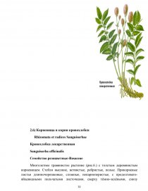 Дипломная работа: Флора судинних рослин правобережної частини долини р. Сула в околицях с.м.т. Недригайлів