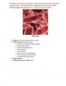 Клебсиеллалар патогенділігі. Этиологиялық патогендік ролі
