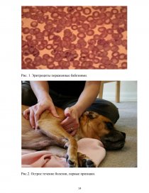 Цвет мочи у собаки при пироплазмозе фото