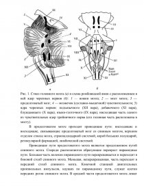 Реферат: Продолговатый мозг