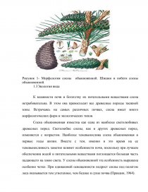 Курсовая работа по теме Селекция сосны обыкновенной в Тулунском лесничестве Иркутской области
