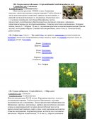 Скерда многостебельная - Crepis multicaulis Ledeb-Көпсабақты кәді