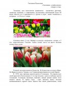 Тюльпаны Казахстана