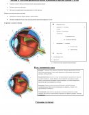 Анатомо-физиологические особенности органа зрения у детей