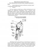 Кинезиология плечевого пояса и верхней конечности