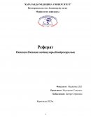 Өкпеқап. Өкпеқап қойнаулары. Көкірекаралық