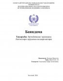 Spirochetaceae тұқымдасы